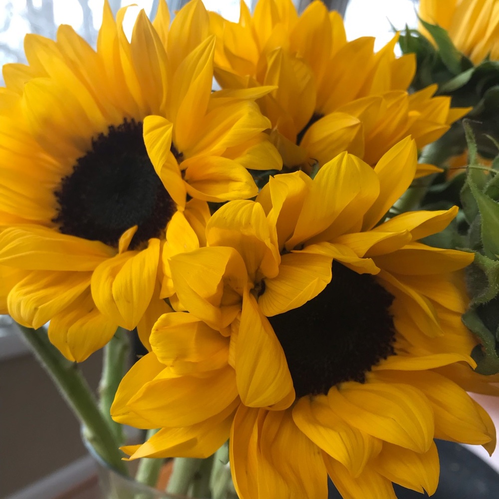 Meet your Posher, Julie